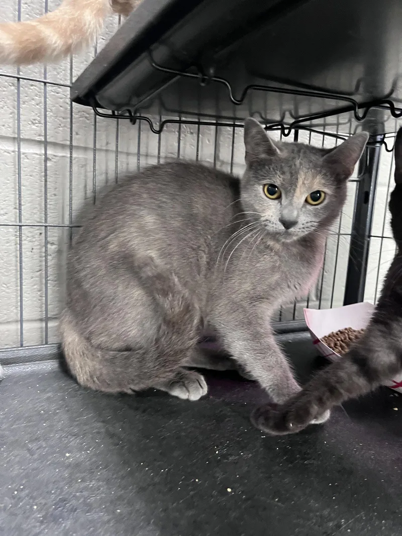 An adult medium-sized female Domestic Short Hair cat named Eloise for adoption in Carrollton, GA