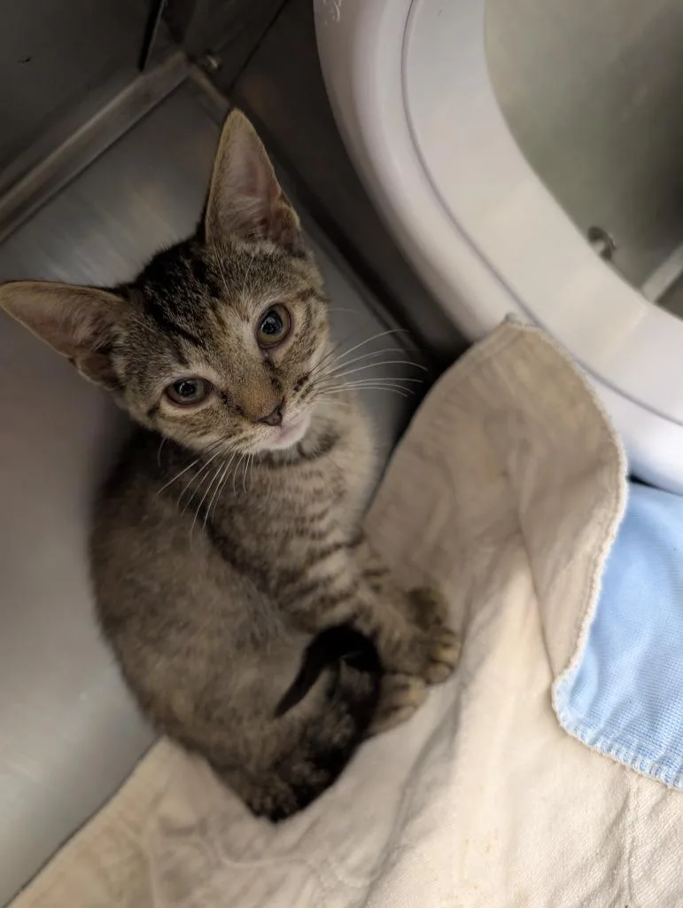 A baby small-sized male Domestic Short Hair cat named Gwaine for adoption in Sidney, NY