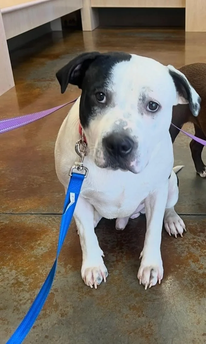 An adult medium-sized male Black American Staffordshire Terrier dog named Bumi for adoption in CUMMING, GA