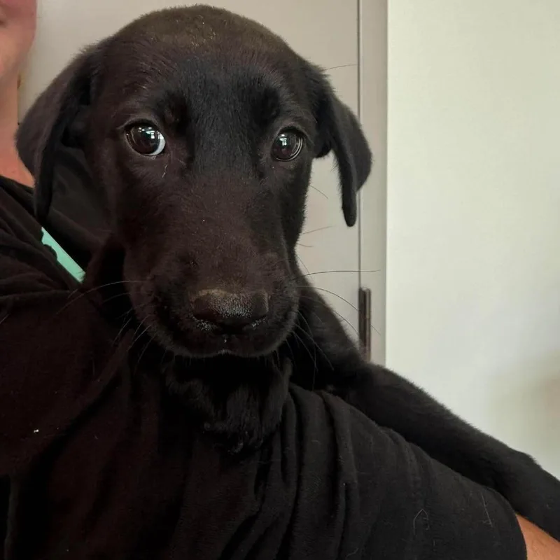 A baby small-sized male Black Mixed Breed dog named Charcoal for adoption in Sand Springs, OK
