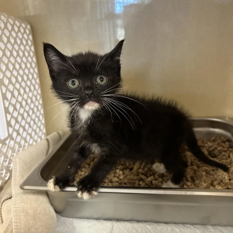 A baby small-sized female Domestic Short Hair cat named Beans for adoption in Binghamton, NY