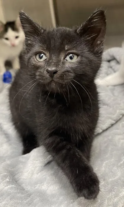 A baby small-sized male Domestic Short Hair cat named Stitch for adoption in Westland, MI
