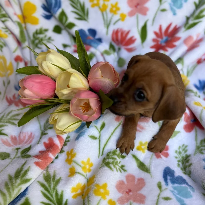 Tulip thumbnail 5