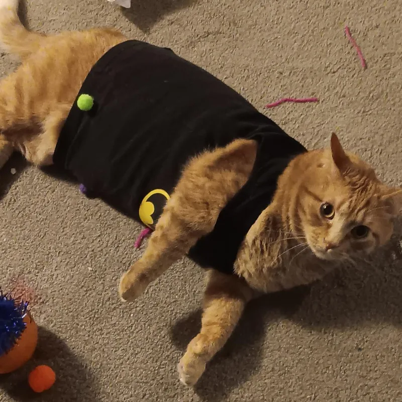 A senior small-sized male Orange / Red Domestic Short Hair cat named Westeros for adoption in Roanoke, VA