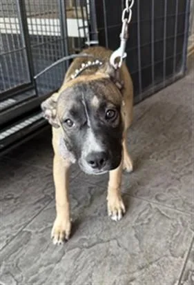 A young small-sized female Pit Bull Terrier dog named Juanita for adoption in Los Angeles, CA