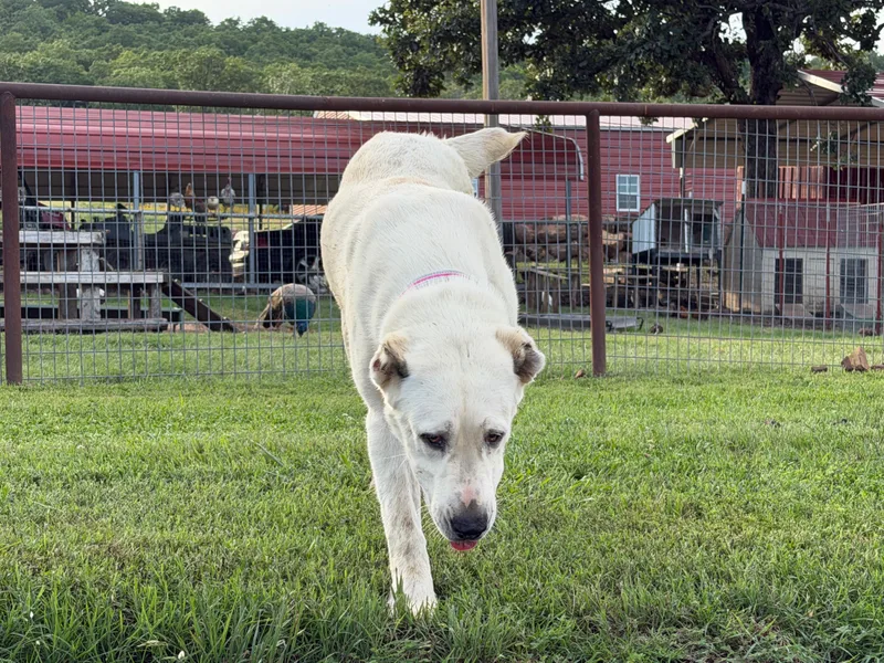 A young extra large-sized female White / Cream Caucasian Sheepdog / Caucasian Ovtcharka dog named THELMA McAlester OK for adoption in Alvin, TX