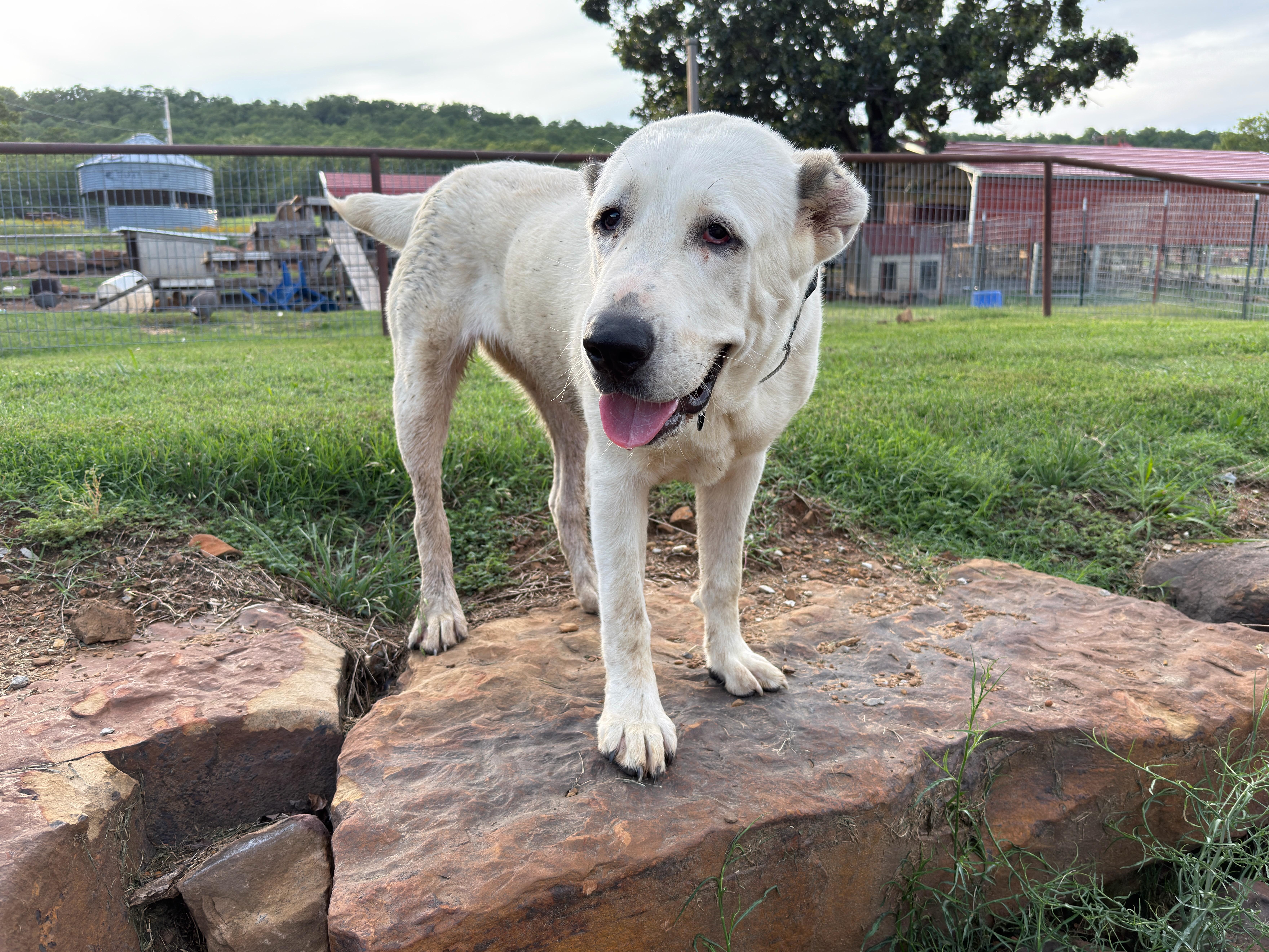 THELMA McAlester  OK thumbnail 2