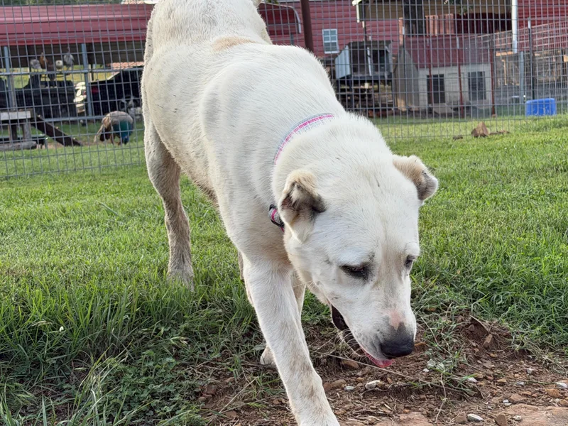 THELMA McAlester  OK thumbnail 3