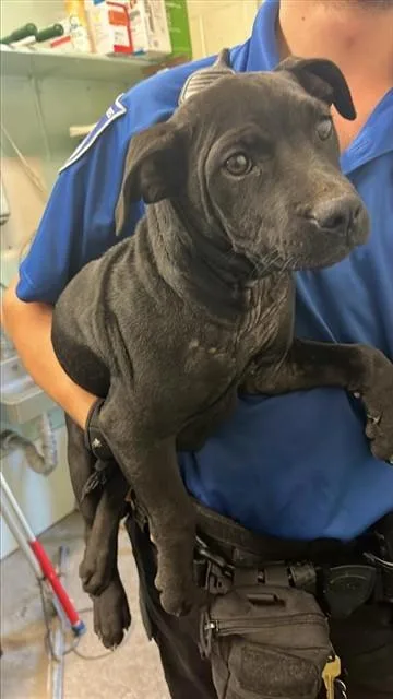 A baby small-sized female Pit Bull Terrier dog named Black for adoption in Sacramento, CA