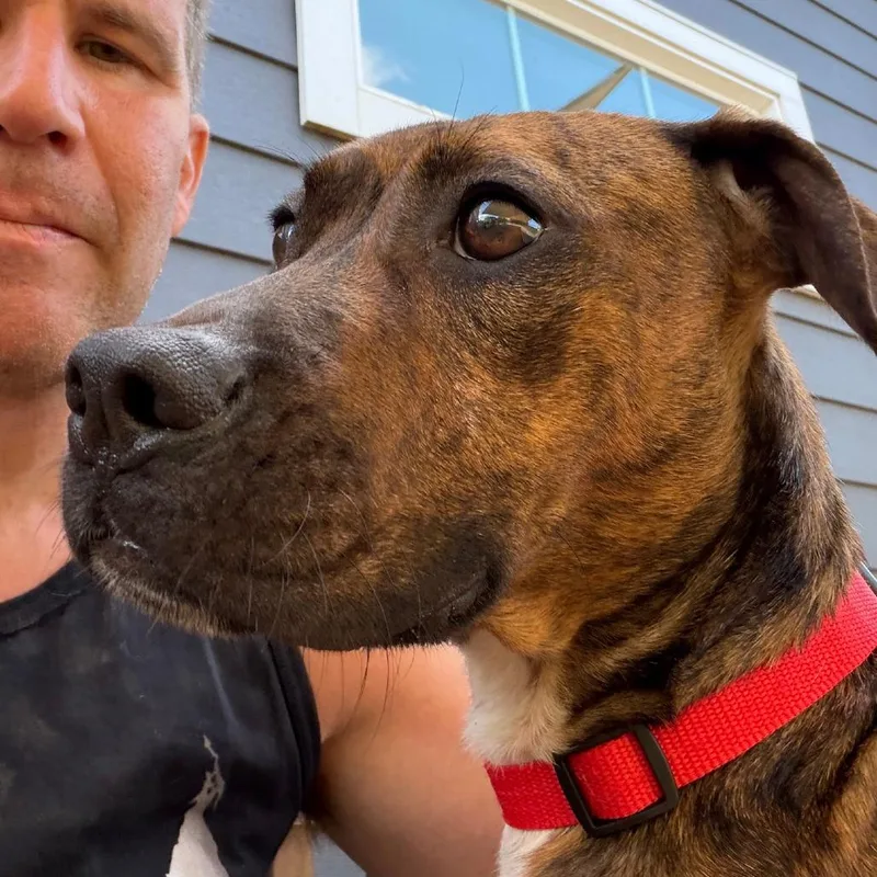 An adult medium-sized female Brindle Boxer dog named Maggie for adoption in Columbia Station, OH
