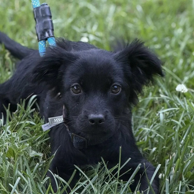 A baby medium-sized female Cocker Spaniel dog named Cappuccino for adoption in Locust Fork, AL