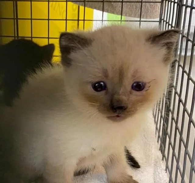 A baby small-sized male Siamese cat named Paul for adoption in Rancho Cucamonga, CA
