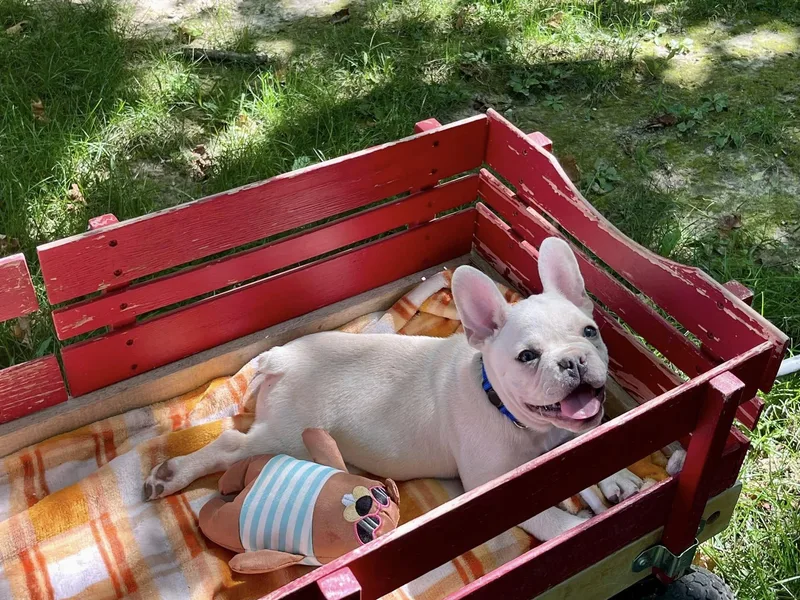 A young small-sized female French Bulldog dog named Willow for adoption in Lakeland, GA