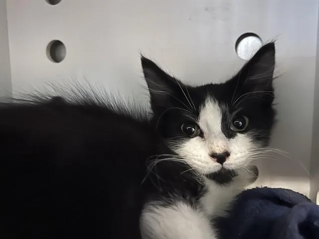 A baby small-sized male Domestic Short Hair cat named Jacob for adoption in Palo Alto, CA