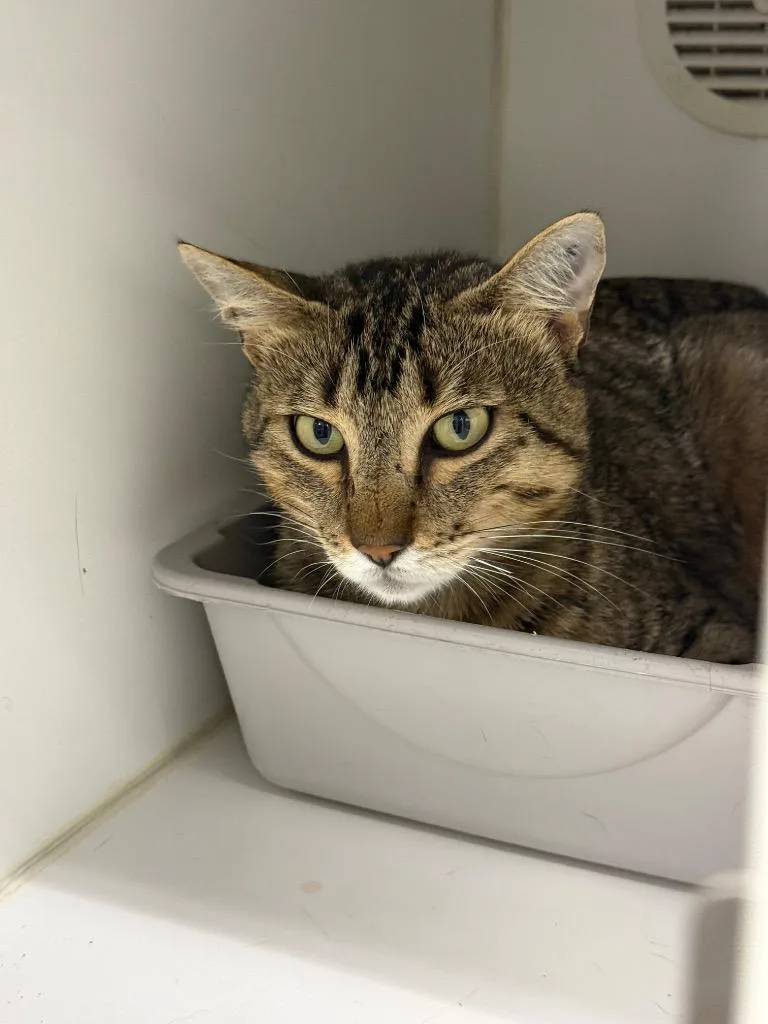 A young large-sized male Domestic Short Hair cat named Chigger for adoption in Sapulpa, OK