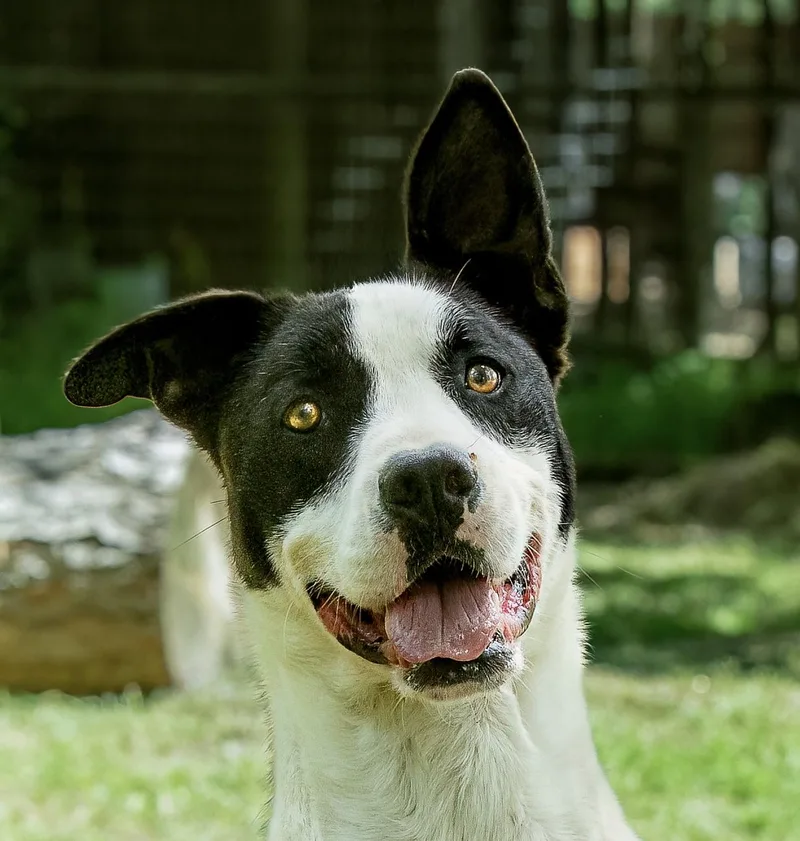 An adult medium-sized male Black American Staffordshire Terrier dog named Bruno for adoption in Tomball, TX