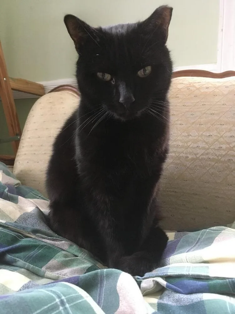 An adult medium-sized male Domestic Long Hair cat named Anakin for adoption in Greenbelt, MD