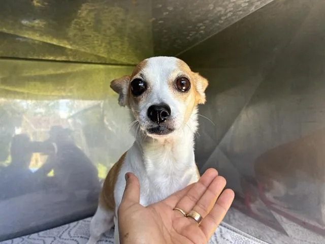 An adult small-sized female Chihuahua dog named Daisy for adoption in Fort Myers, FL