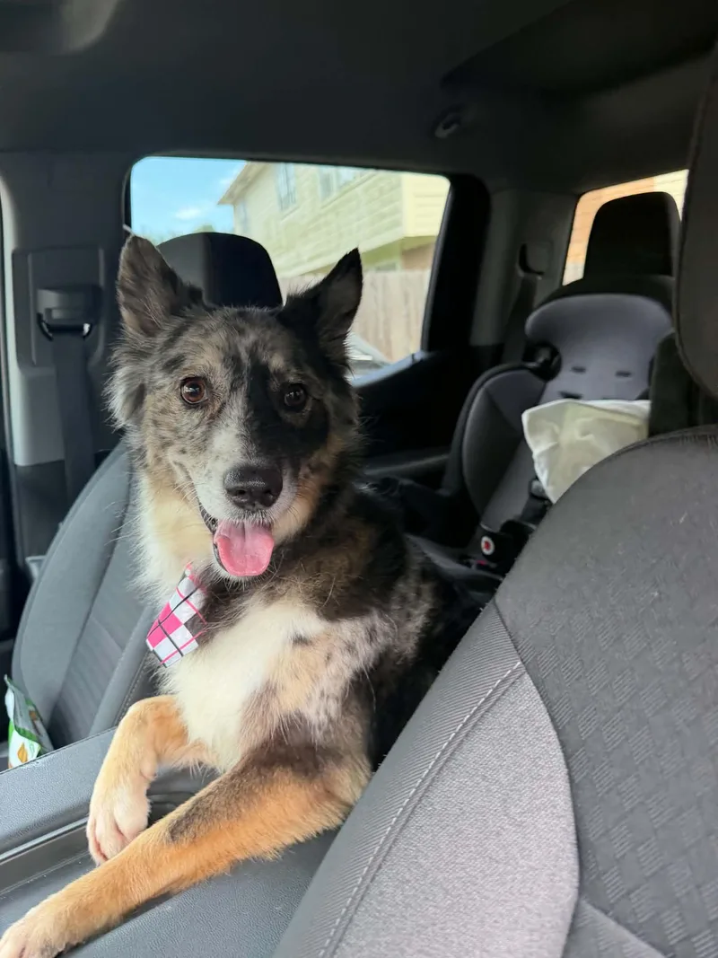 An adult medium-sized female Australian Shepherd dog named Marley for adoption in Houston, TX