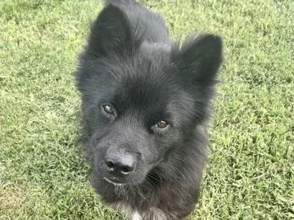 An adult medium-sized male Black Mixed Breed dog named Wolf for adoption in Georgetown, TX