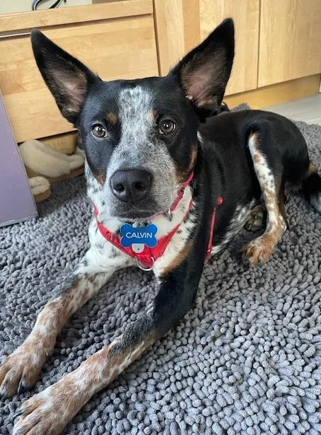A young medium-sized male Gray / Blue / Silver Australian Cattle Dog / Blue Heeler dog named Calvin for adoption in Manassas, VA