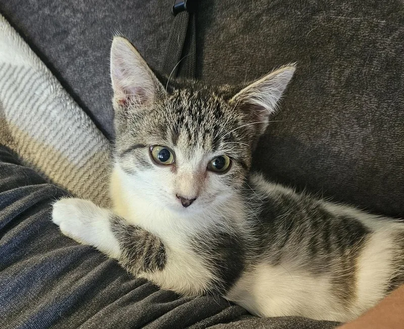 A baby small-sized female Domestic Short Hair cat named Bell Bottoms for adoption in Lincoln Park, MI