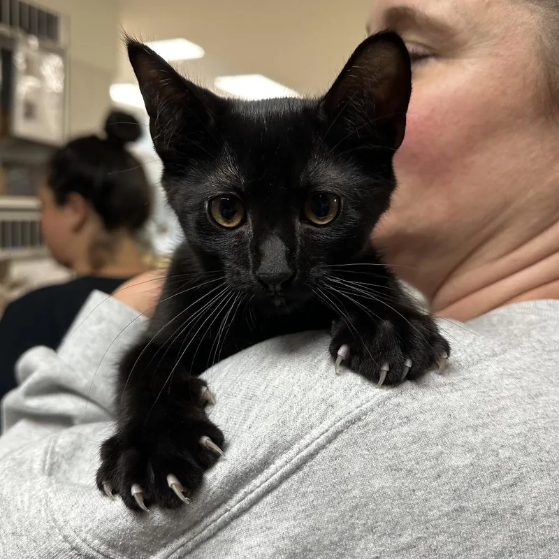 A baby small-sized male Black Domestic Short Hair cat named Doop Dee Doo for adoption in Evansville, IN