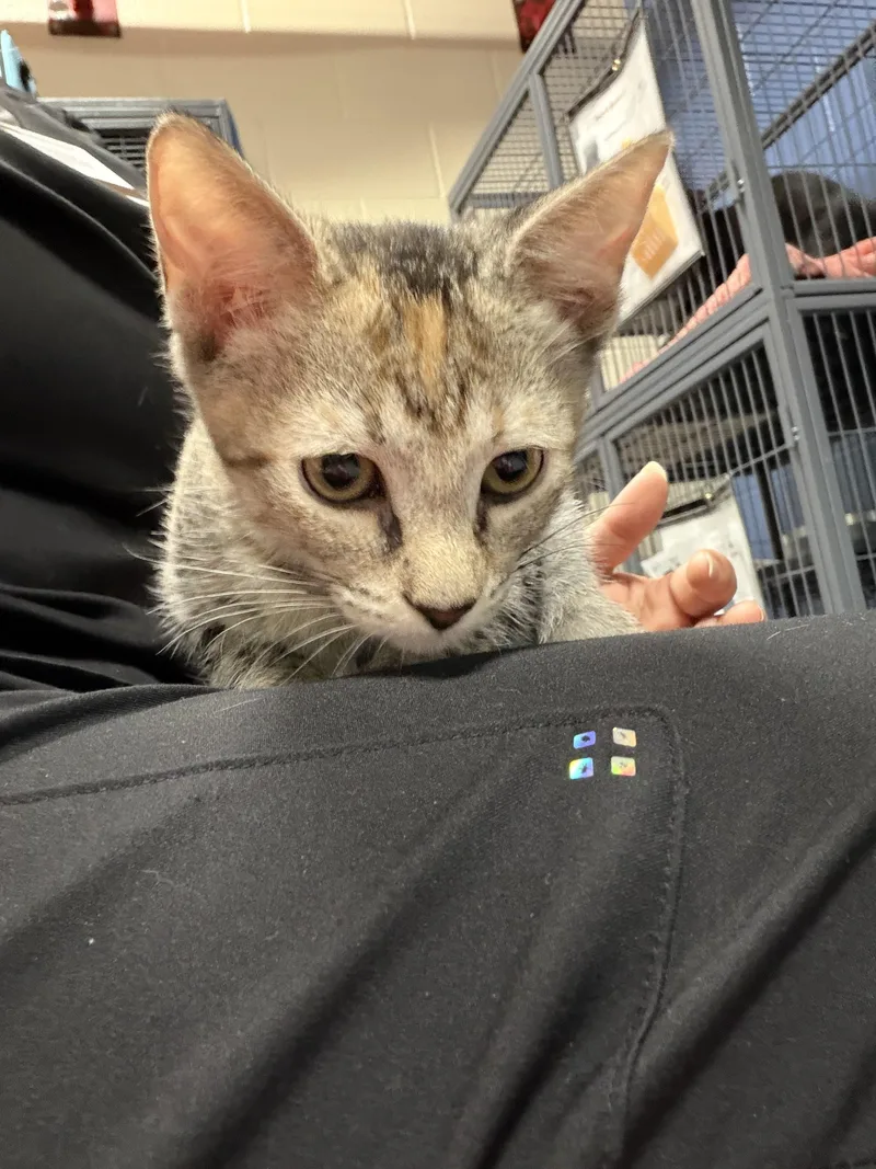 A baby medium-sized female Brown / Chocolate Domestic Short Hair cat named Hufflepuff for adoption in Charleston, SC
