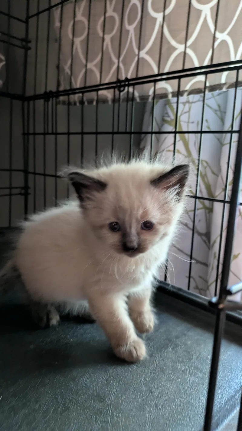 A baby medium-sized female White Domestic Short Hair cat named Spatula for adoption in Fruit Heights, UT