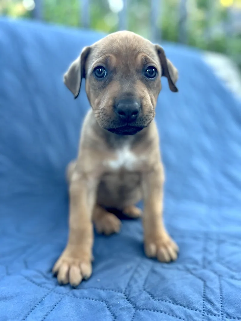 A baby medium-sized female Terrier dog named Hazel for adoption in Redwood City, CA