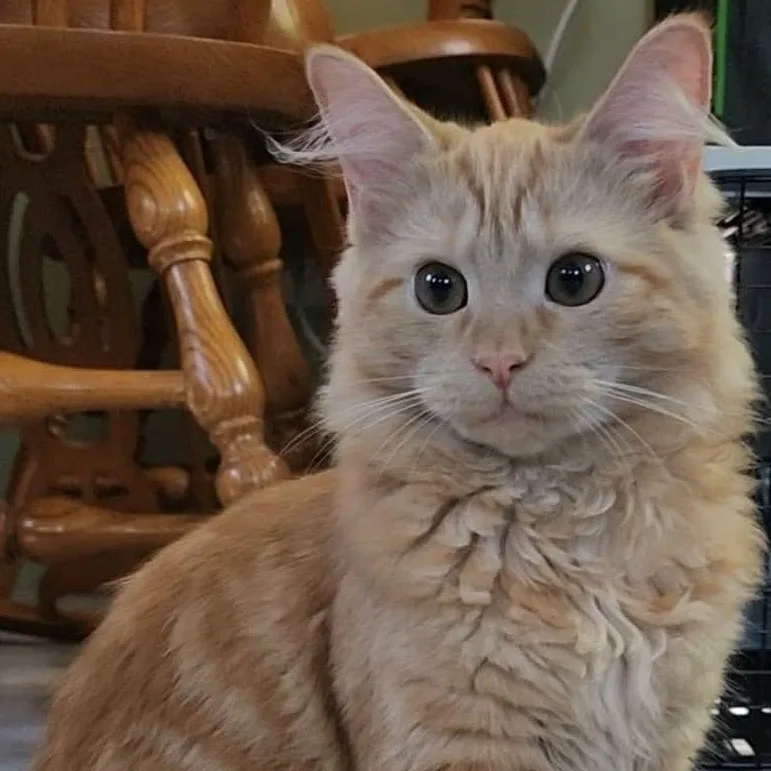 A baby medium-sized female Domestic Medium Hair cat named Misslyn & MulacBONDED SIBS for adoption in Fair Haven, VT