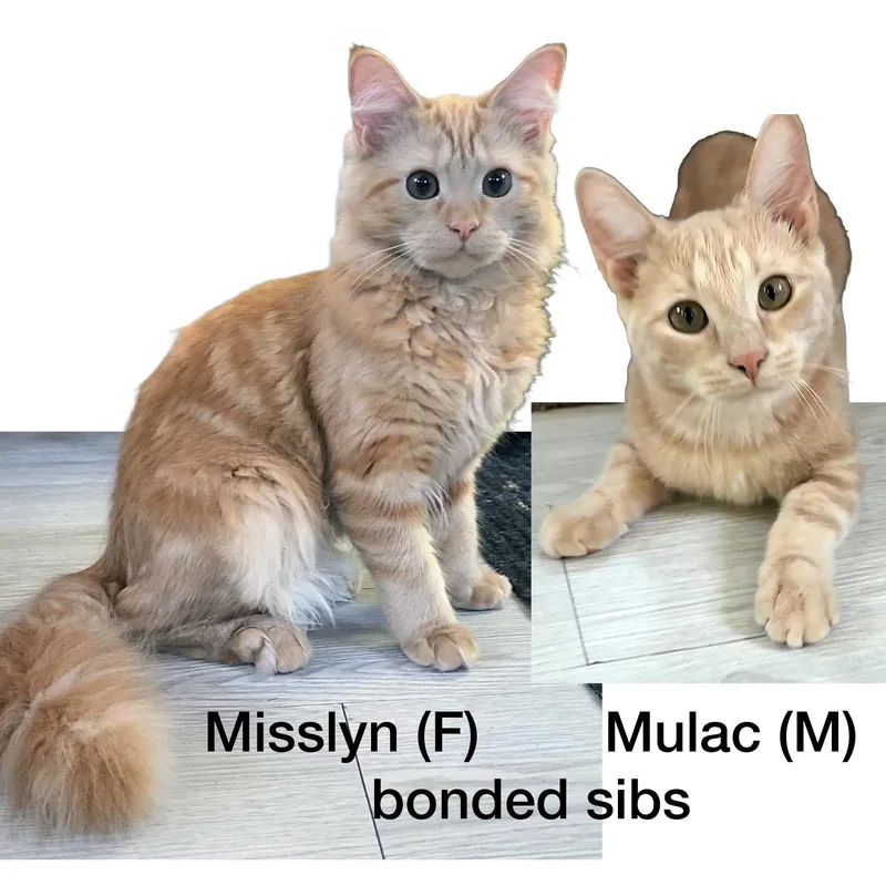 Misslyn & MulacBONDED SIBS thumbnail 2