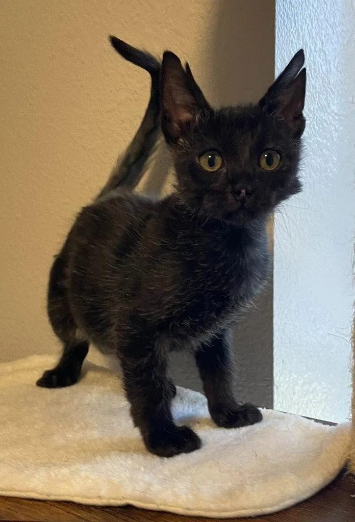 A baby medium-sized male Black Domestic Short Hair cat named Chucky for adoption in St. Helens, OR