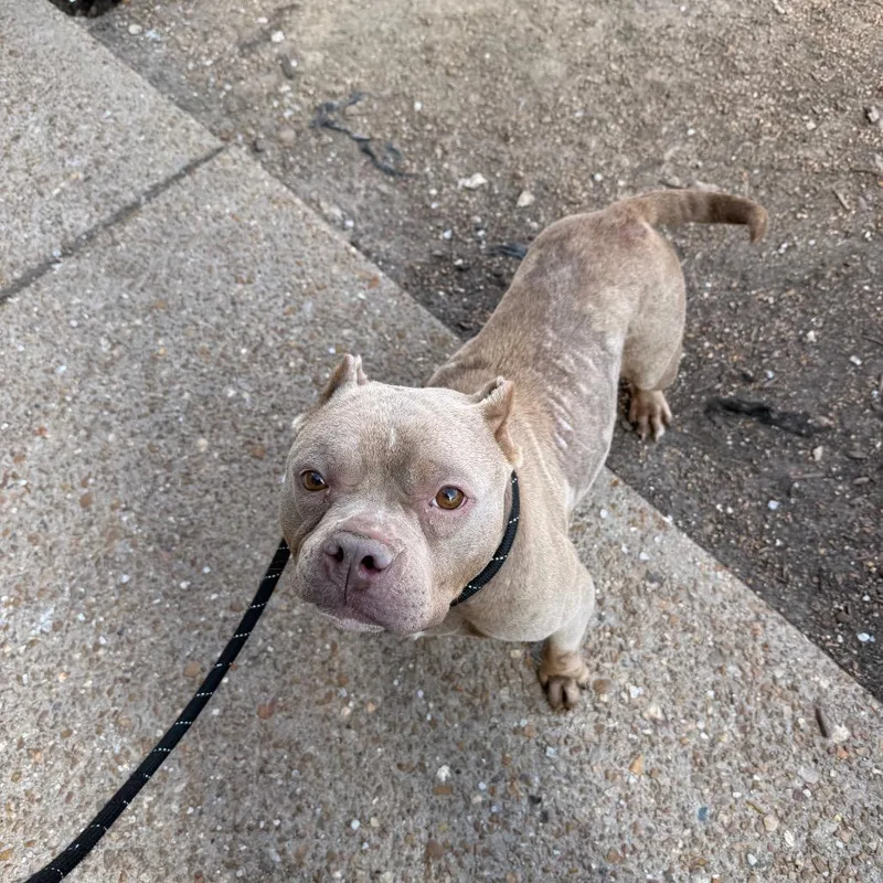 An adult medium-sized female Brown / Chocolate Terrier dog named Ruba for adoption in O'Fallon, MO