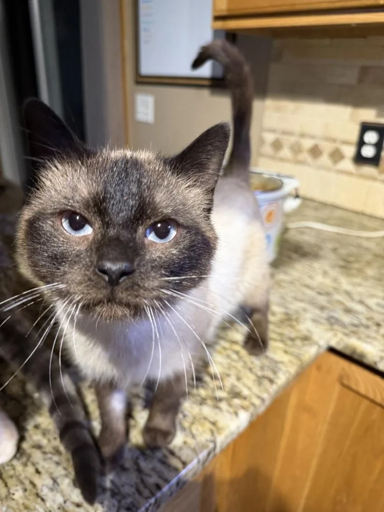 An adult medium-sized male Siamese cat named Roman for adoption in Albany, WI