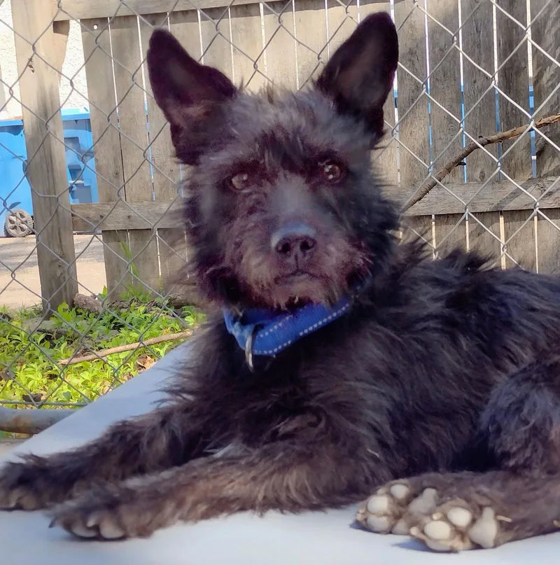 An adult small-sized male Terrier dog named Bear for adoption in Brooklyn Center, MN