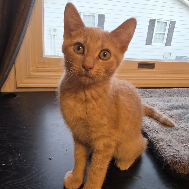 A baby small-sized male Domestic Short Hair cat named Risotto for adoption in Portage, MI