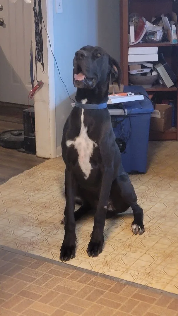 A baby extra large-sized male Great Dane dog named Kane for adoption