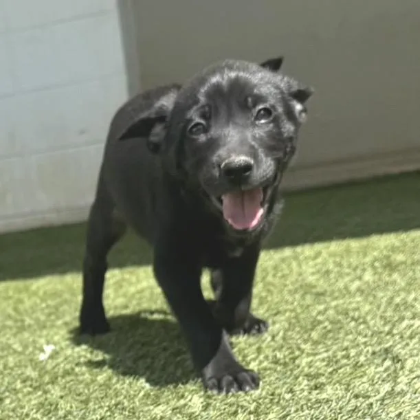 A baby medium-sized female Black Labrador Retriever dog named Cherish for adoption in LOXAHATCHEE, FL