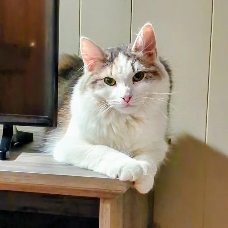 Charlotte thumbnail 2