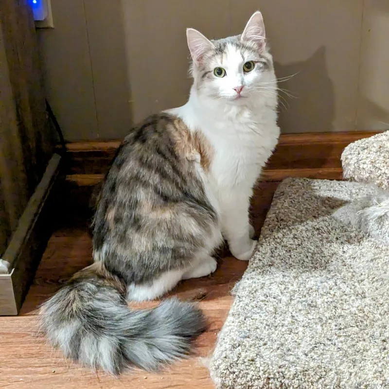 Charlotte thumbnail 3