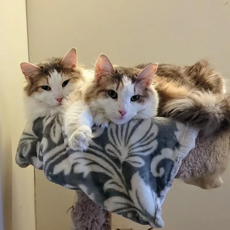 Charlotte thumbnail 4