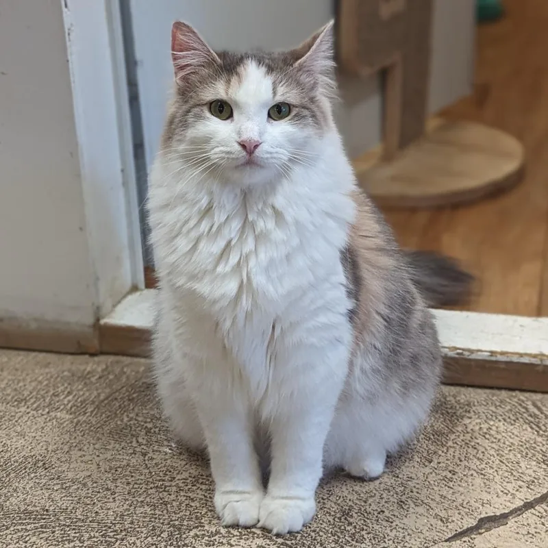 Charlotte thumbnail 5