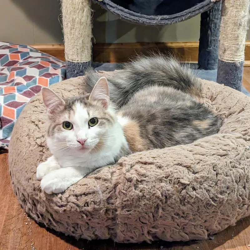 Charlotte thumbnail 6