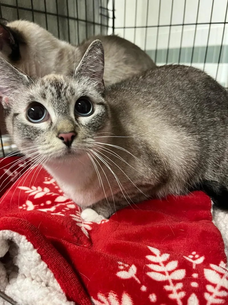 An adult small-sized female Siamese cat named Beans for adoption in Van Nuys, CA