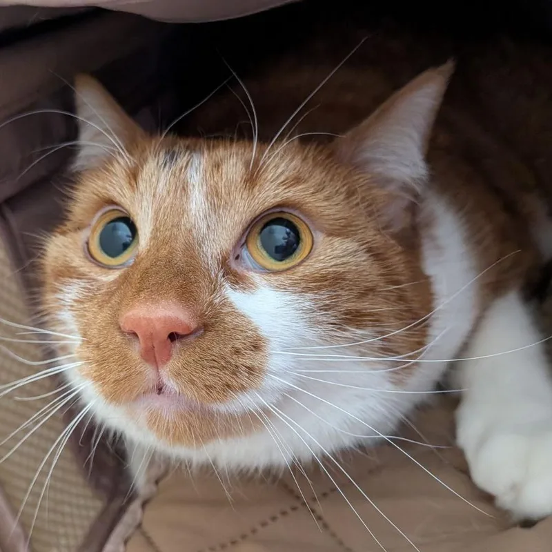 An adult large-sized female Orange / Red Domestic Short Hair cat named Shiva for adoption in Fairport, NY
