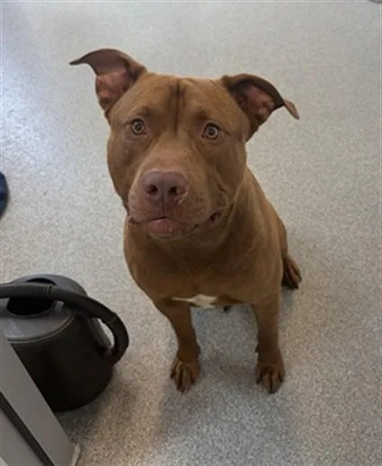 A young medium-sized male Pit Bull Terrier dog named Monro for adoption in Toledo, OH
