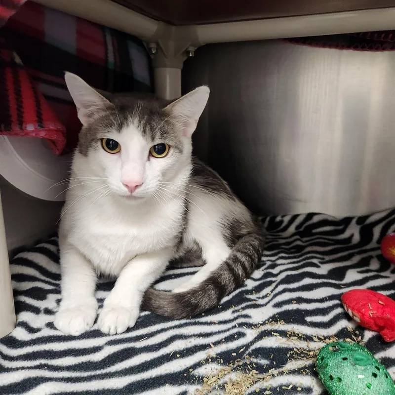 A young medium-sized male White Domestic Short Hair cat named Old Fashion for adoption in Brockton, MA