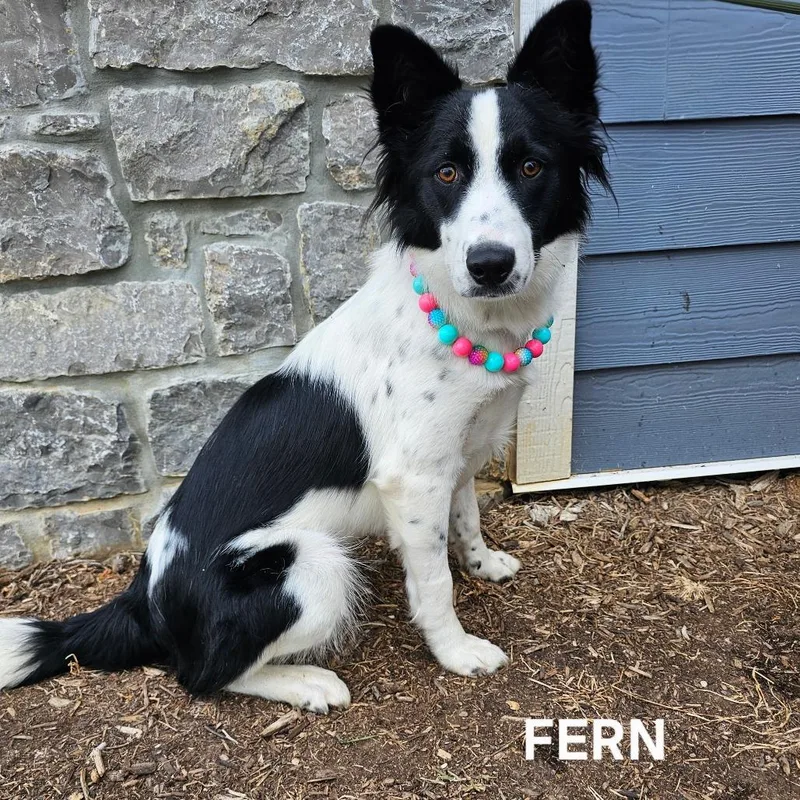An adult medium-sized female Border Collie dog named Fern for adoption in Madisonville, TN