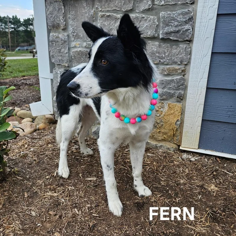 Fern thumbnail 3
